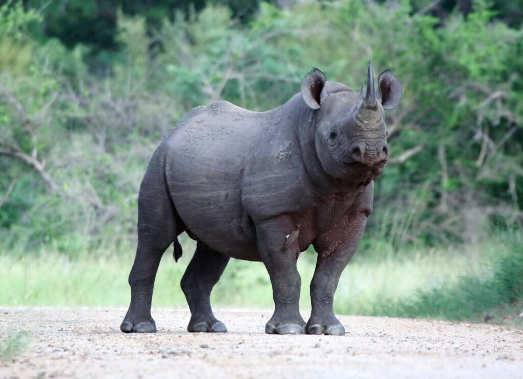 Hero-BlackRhino