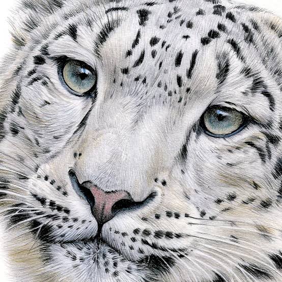 snow leopard