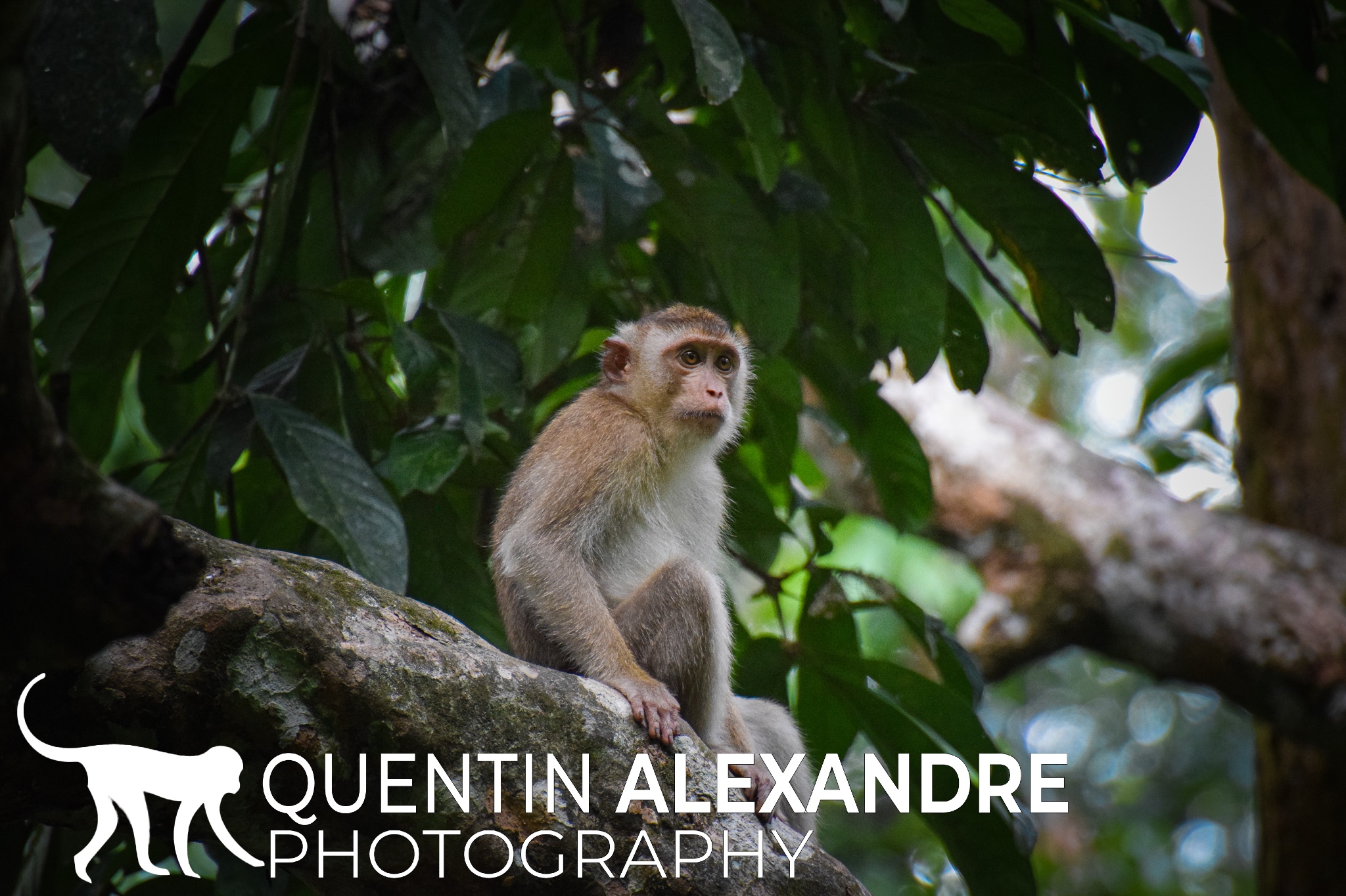 Asia - Quentin Alexandre - Photography