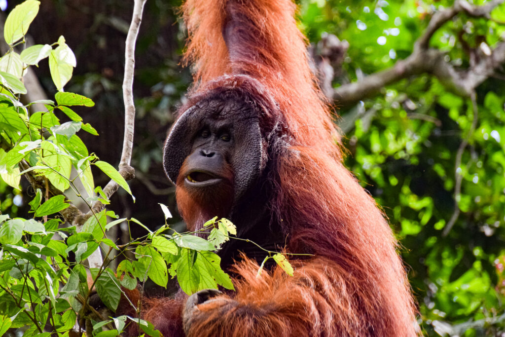 orangutan-wild-borneo-jungle-asia-indonesia